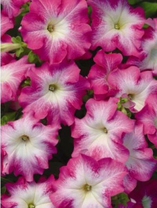 Петуния крупноцв. Дримс Роуз Морн (розовая с белым центром) 1шт П327/54шт купить