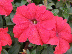 Петуния крупноцв. Дримс Ред (красная) П325/54шт купить