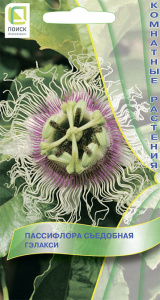 Пассифлора съедобная Гэлакси купить
