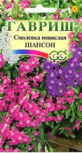 Смолевка повислая Шансон (силена)  купить