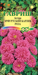 Астра Эрфуртский карлик Роза  купить