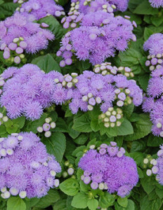 Агератум Хоустона Алоха Блю (голубой)/54 купить