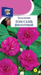 Бальзамин Том Самб Фиолетовый купить