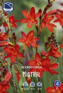 Крокосмия Mistral /10шт купить