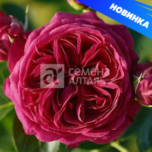 Роза Мариетта