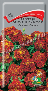 Бархатцы Скарлет София откл. махр. купить
