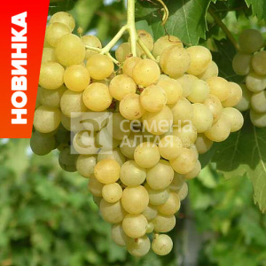 Виноград Кишмиш Цитронный купить