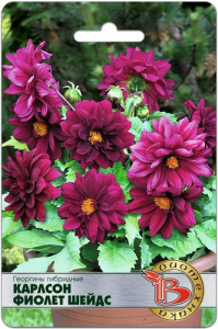 Георгины гибридные Карлсон Фиолет Шейдс купить