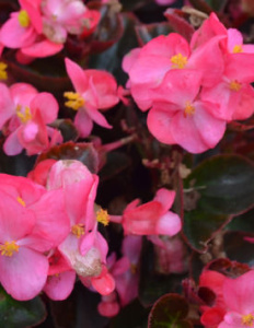 Бегония изящная Коктейль Текила Дип Роуз  (темн.роз:темн лист) 1шт Б262/54 купить