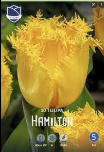 Тюльпан бахромчатый "Hamilton" (1х10шт) купить