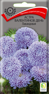 Астра Валентинов день Лавандовая купить