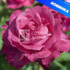 Роза Каприз де Майян