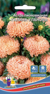 Астра Галина Уланова Абрикосовая пионов.  купить