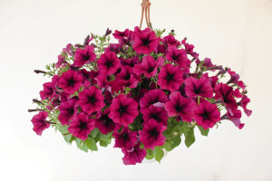 Петуния крупноцв. Саксесс 360 Бургунди 1шт (бургунди) П331/54 купить