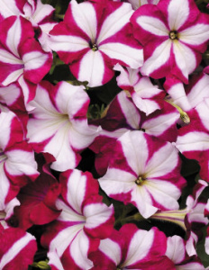 Петуния ампельная Изи Вейв Бургунди Стар (бургунди со звездой) 1шт П267/24 купить