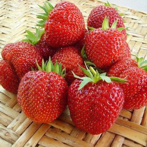 Земляника Моллинг Алюр садовая купить