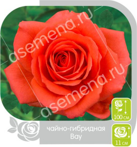 Роза Вау купить