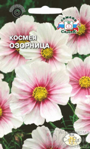 Космея Озорница  купить