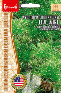 Изолепсис поникший Live Wire купить