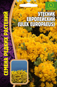 Утесник Европейский купить