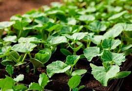 Кабачок (цукини) Кандела 1шт/10 ов023 купить