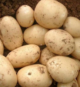 Картофель семенной Ариэль 3кг купить