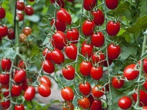 Томат B 355 F1 5шт купить