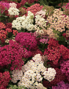 Тысячелистник обыкновенный Флауерберст Ред Шейдс красный С1 мн0724м купить