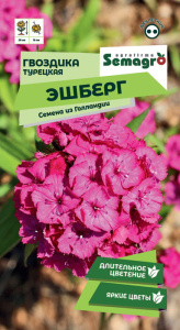 Гвоздика Эшберг турецкая купить