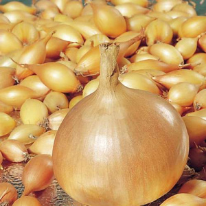 Лук севок Форум Голландия1 кг купить