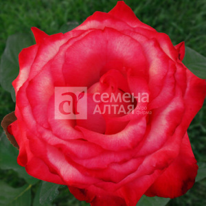 Роза Хайлендер