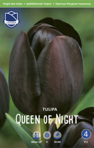 Тюльпан "Queen of Night" (1х25шт) купить