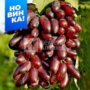 Виноград Карнавал купить