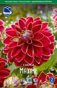 Георгина декоративная Maxime /1шт купить
