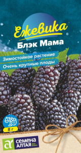 Ежевика Блэк Мама крупноплодная купить