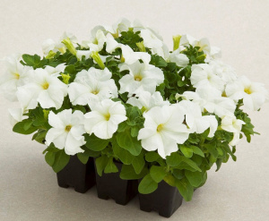 Петуния крупноцв. Тритуния Уайт (белая) 1шт П361/54 купить