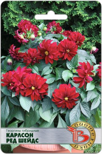 Георгины гибридные Карлсон Ред Шейдс купить