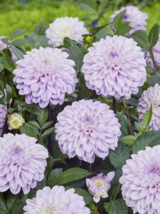 Георгина декоративная Espacio (1х1шт) купить