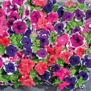 Петуния крупноцв. Лимбо GP Пикоти Формула (смесь с каймой) 1шт П402/54 купить