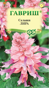 Сальвия Лира  купить