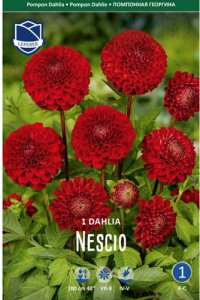 Георгина помпонная Nescio /1шт  купить