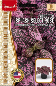 Гипоэстес Сплэш Селект Роза (Splash Select Rose) купить
