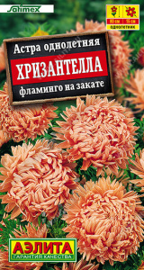 Астра Хризантелла фламинго на закате Satimex купить