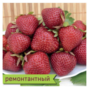Земляника Верити ремонтантная поздняя купить