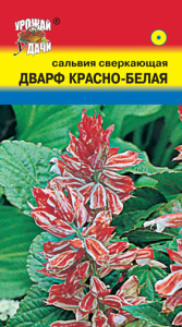 Сальвия Дварф красно-белая сверкающ.  купить