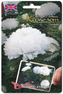 Астра Камелот Белый 40 шт купить