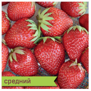 Земляника Таго среднеранн. купить