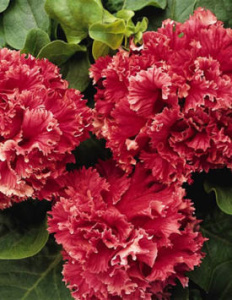 Петуния махровая Валентин (красная) 1шт П427/35 купить