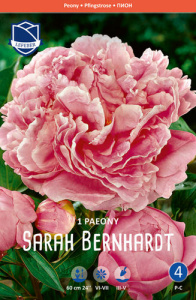 Пион Sarah Bernhardt /1шт купить