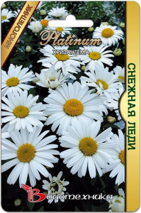 Хризантема Снежная леди  купить